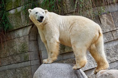 White polar bear at the zoo clipart