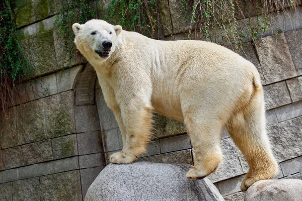 Orso polare bianco allo zoo — Foto Stock