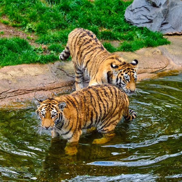 Дві дорослі тигрів в грі. молодий тигр — стокове фото