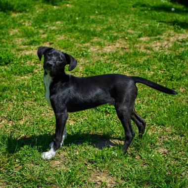 Dış gülümsüyor oynayan köpek. Mutlu köpek. Güzel bir köpek 