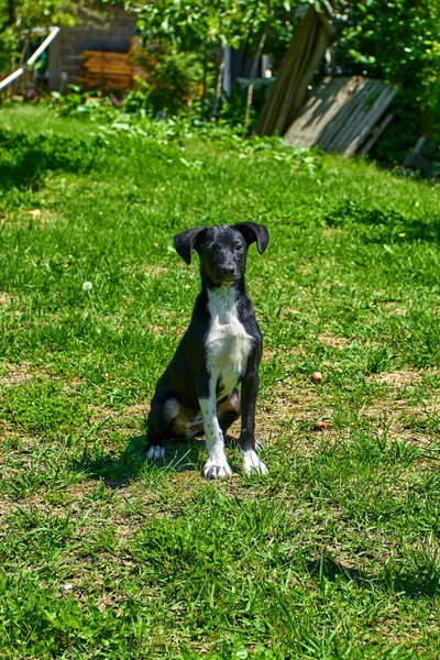 O cão a brincar lá fora sorri. Cão feliz. Um lindo cachorro cão — Fotografia de Stock