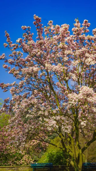 Ett vackert magnoliaträd. Blommor magnoliaträd — Stockfoto