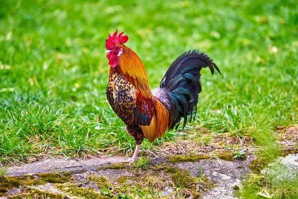 Beautiful cock. colorful rooster — Stock Photo, Image