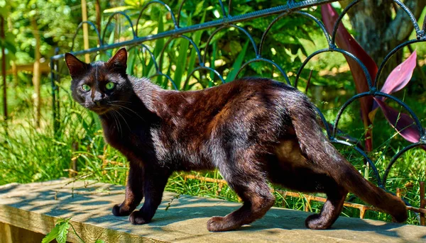 Güzel kedi. açık havada poz kedi — Stok fotoğraf