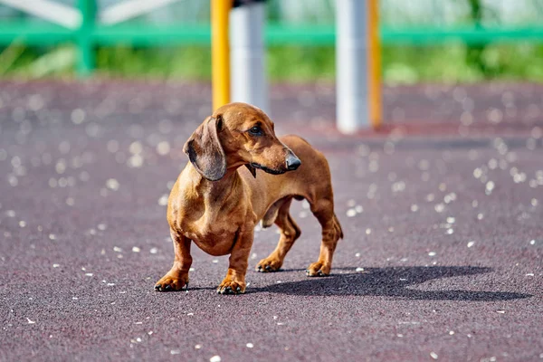 Dackelhund im Freien. — Stockfoto