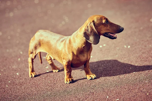 屋外でダックスフント犬. — ストック写真