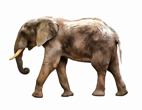 Słoń. Ilustracja słonia. akwarela ilustracja zwierząt — Zdjęcie stockowe