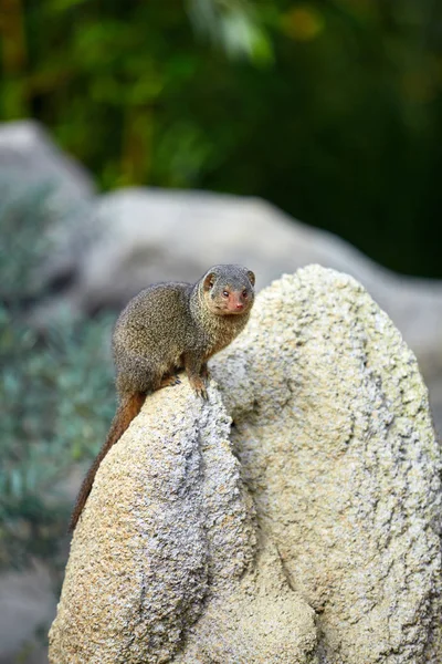 Dvärg Mongoose. Pygmé Mongoose — Stockfoto