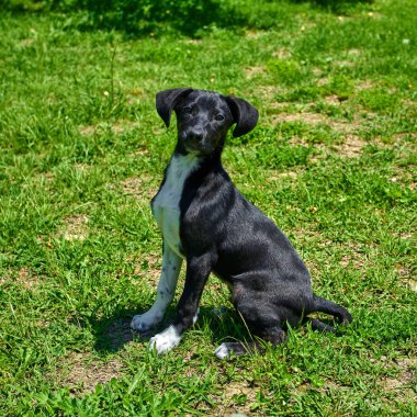 Dış gülümsüyor oynayan köpek. Mutlu köpek. Güzel bir köpek 