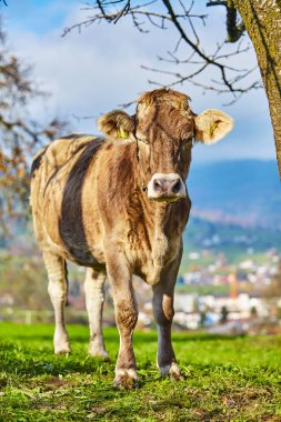 yaz yeşil alan, inekler. Bir yaz mera üzerinde inek
