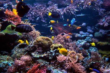 Sualtı arka plan. Sualtı sahne. Sualtı dünyasını. Altında