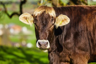 Yeşil Yaz çayır on otlayan inekler. İnek sürüsü. Üzerinde inekler