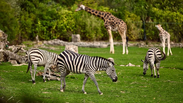 Zürafa ve doğal yaşam parkı içinde zebra — Stok fotoğraf