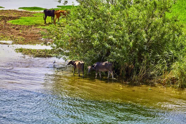 Vaca en la orilla del río en Egipto. Río Nilo en Egipto. La vida en el río — Foto de Stock