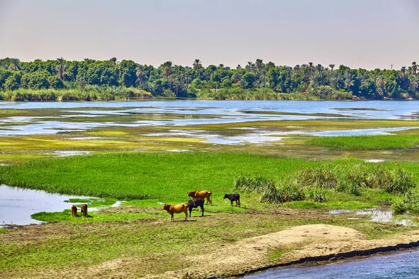 Kuh am Ufer des Flusses in Ägypten. Fluss Nil in Ägypten. Leben auf dem Fluss — Stockfoto