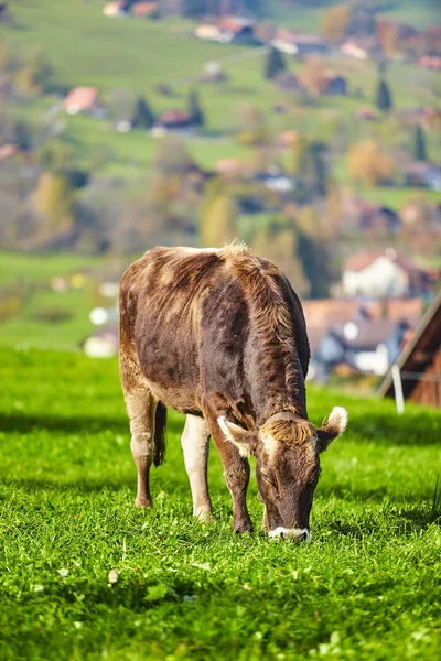 Krowy pasące się na łące zielone lato. Stada krów. Krowy na — Zdjęcie stockowe