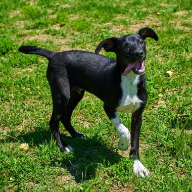 Dış gülümsüyor oynayan köpek. Mutlu köpek. Güzel bir köpek 