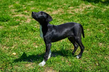 Dış gülümsüyor oynayan köpek. Mutlu köpek. Güzel bir köpek 