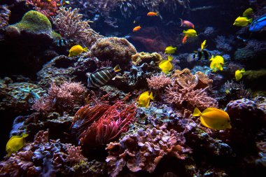 Sualtı arka plan. Sualtı sahne. Sualtı dünyasını. Altında