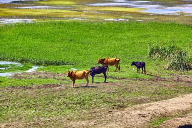 Mısır'daki nehir kıyısında inek. Mısır Nil Nehri. RIV hayatına