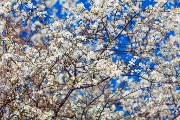 Wiosenne kwiaty. Pięknie kwitnąca gałąź drzewa. Wiśnia — Zdjęcie stockowe