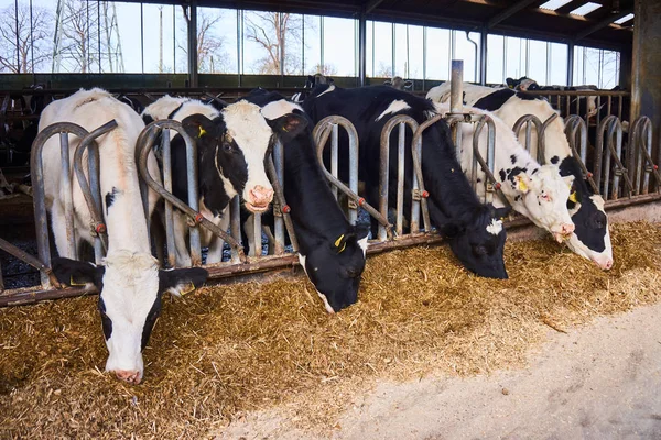 Kühe in einem Bauernhof Kuhstall — Stockfoto