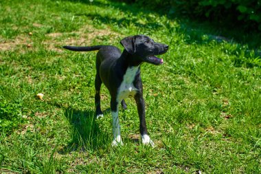 Dış gülümsüyor oynayan köpek. Mutlu köpek. Güzel bir köpek 