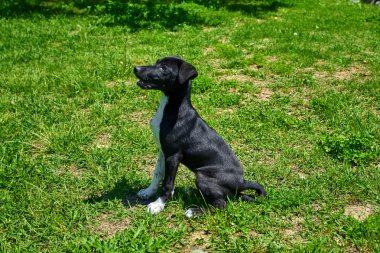 Dış gülümsüyor oynayan köpek. Mutlu köpek. Güzel bir köpek 