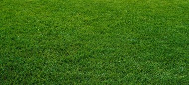 yeşil çim dokusu. Yeşil çayır