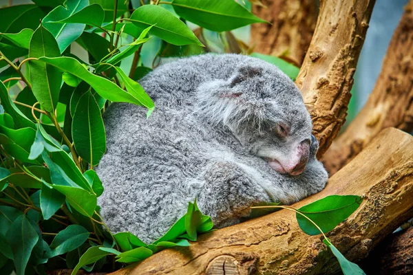 Koalabär. ein süßer Koala — Stockfoto