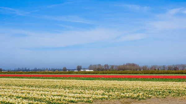 Krásné tulipány pole. Krásné květinové pozadí. — Stock fotografie