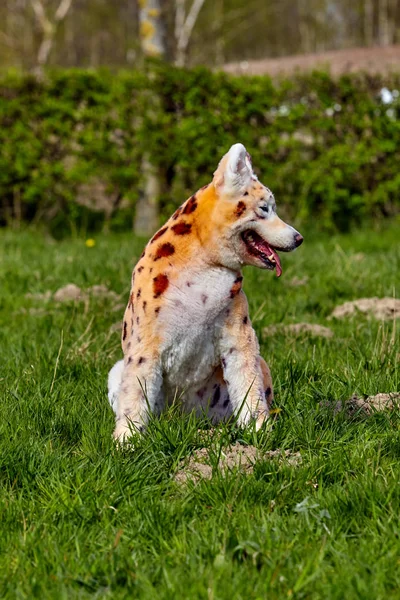 Pes, samojed. malované zvíře. namaloval pes — Stock fotografie