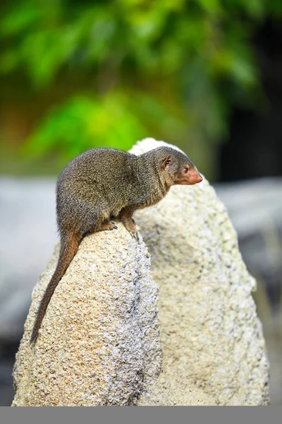 Dverg Mongoose. Pygmy Mongoose – stockfoto