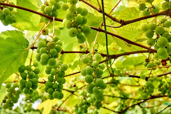 Wijnoogst. wijn van druiven achtergrond. tros druiven — Stockfoto