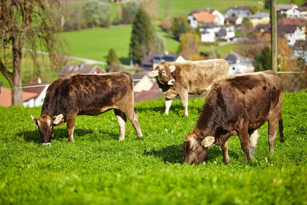 Krávy na letní zelené pole. Kráva na letní pastviny — Stock fotografie