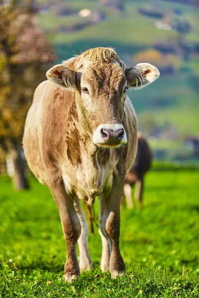 Køer græsser på en grøn sommereng. En flok køer. Køer på - Stock-foto