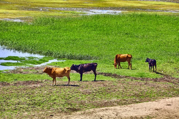 Vaca en la orilla del río en Egipto. Río Nilo en Egipto. La vida en el río — Foto de Stock