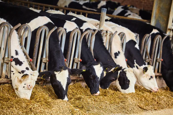 Cows in a farm cowshed — Stock Photo, Image