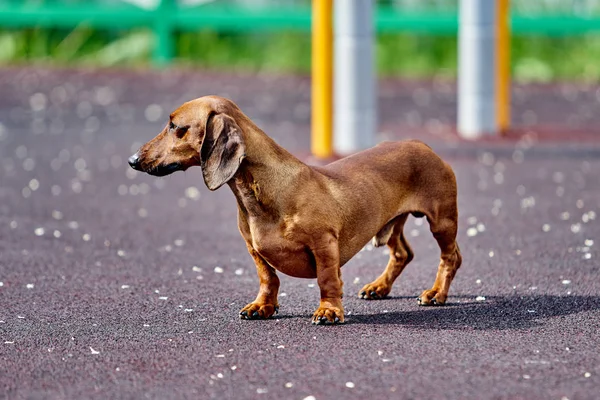 Dachshund cão ao ar livre . — Fotografia de Stock