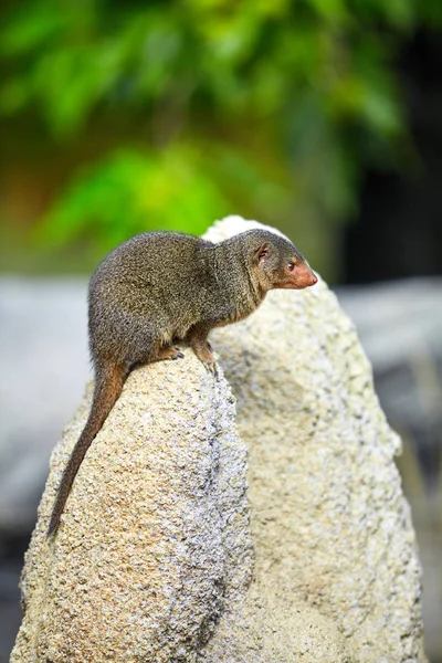 Trpaslík Mongoose. Trpasličích Mongoose — Stock fotografie