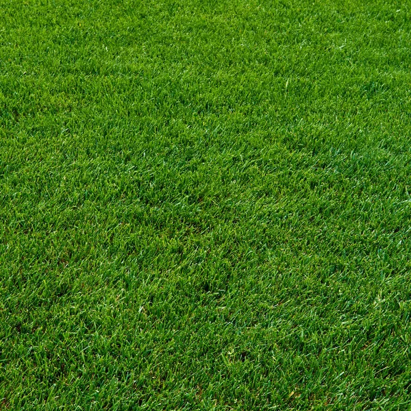 Achtergrond van een groen gras. Groene gras textuur — Stockfoto