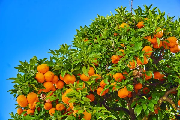 Clementines ripening on tree against blue sky. Tangerine tree. O — Stock Photo, Image