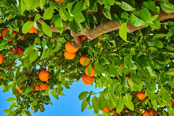 Clementinas amadurecendo na árvore contra o céu azul. Árvore de tangerina. O — Fotografia de Stock