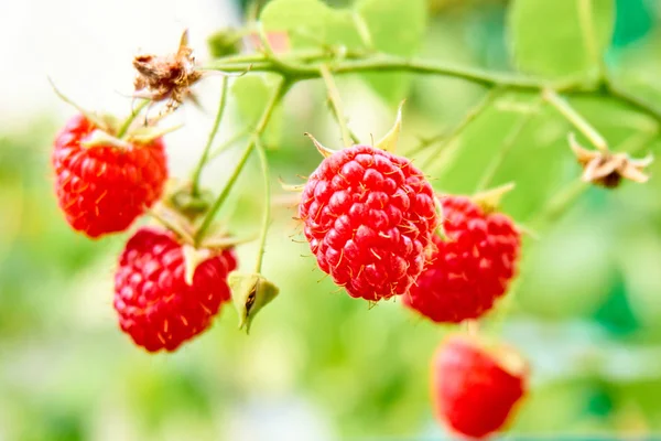 Ripe red raspberries on the bush. branch of raspberry — Stock Photo, Image