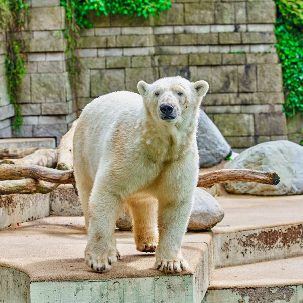 Oso polar blanco en el zoológico —  Fotos de Stock