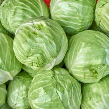 lahana alanından. lahana arka plan