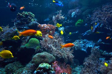 Sualtı mercan kayalığı manzara. Tropikal balık ile mercan Bahçe