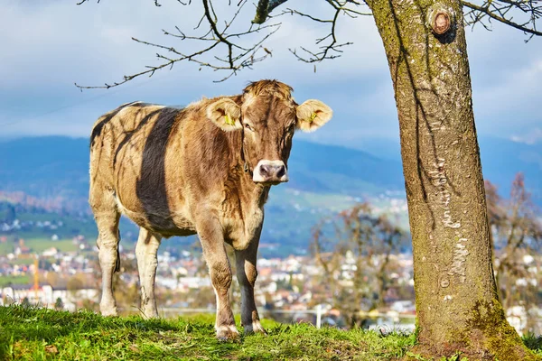 Krowy pasące się na łące zielone lato. Stada krów. Krowy na — Zdjęcie stockowe