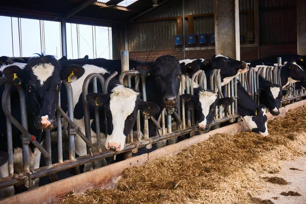Krowy w oborze gospodarstwa — Zdjęcie stockowe