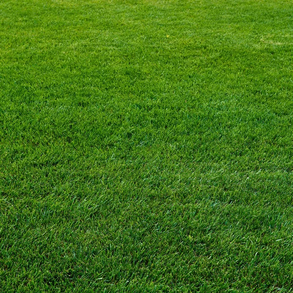 Hintergrund eines grünen Rasens. Grünes Gras lizenzfreie Stockfotos